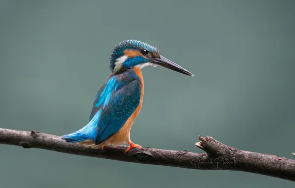 Colors, bird, beautiful, beak