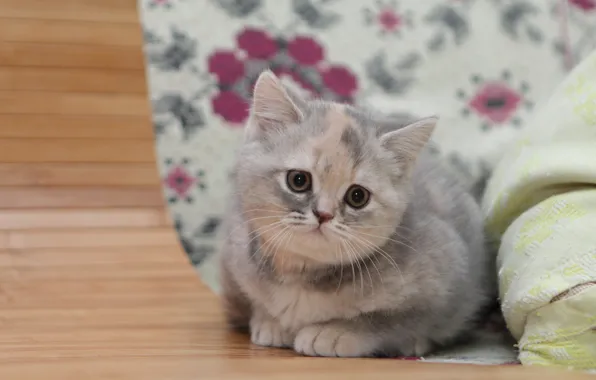 Взгляд, малыш, котёнок, Британская короткошёрстная кошка