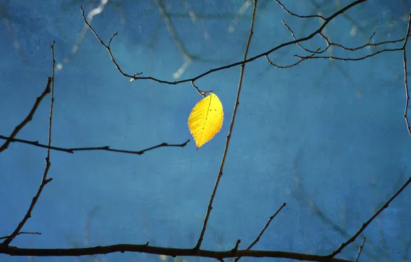 Картинка ветки, желтый, лист, дерево, голубой фон