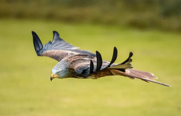 Flying, nature, birds, eagle