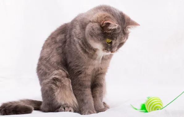 Кот, игрушка, шарик, перья, постель, белый фон, зелёные, нитка