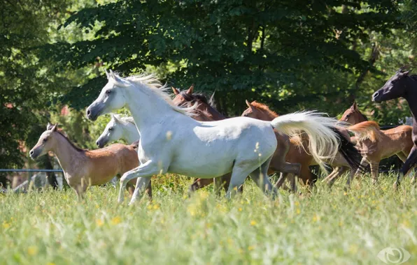 Картинка лето, трава, кони, лошади, луг, табун, (с) OliverSeitz