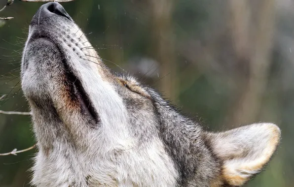 Nature, face, animal, wolf, wildlife, head, fur, mammal