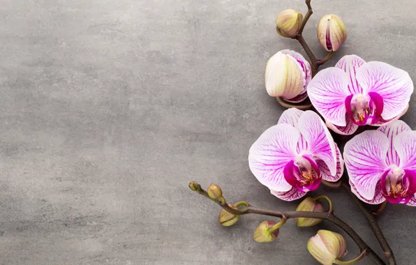 Орхидея, pink, flowers, orchid