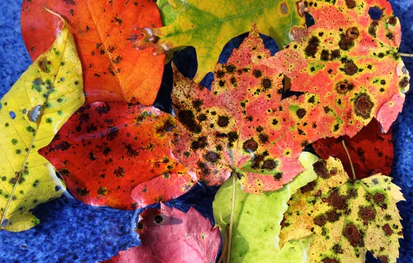 Картинка осень, листья, цвета