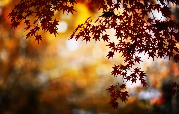 Осень, природа, блики, листва, ветка