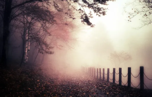 Картинка осень, туман, забор, утро