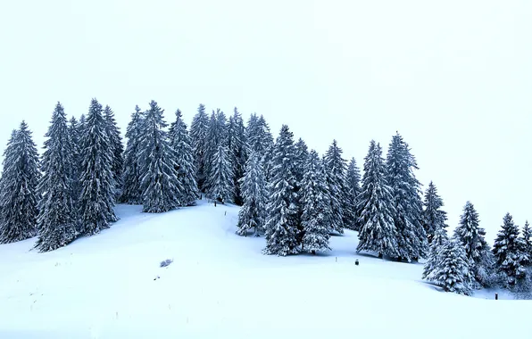 Картинка зима, снег, деревья, ели, холм
