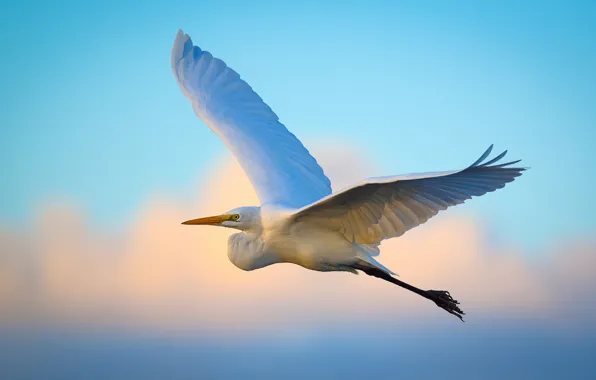 Flying, wings, egret