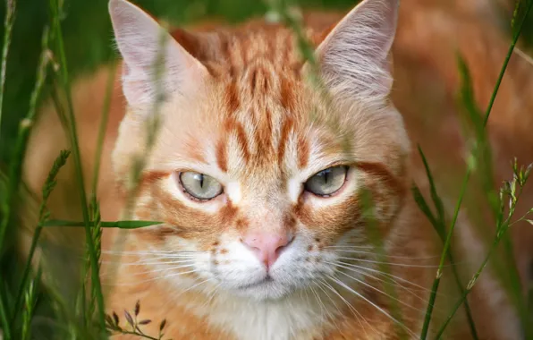 Картинка кот, взгляд, рыжий, мордочка, котэ, травинки