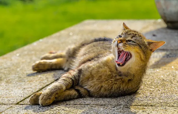 Кот, лежит, зевает