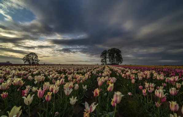 Картинка поле, небо, деревья, цветы, Орегон, тюльпаны, плантация