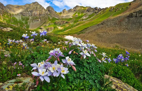 Пейзаж, цветы, горы, природа, долина, Колорадо, США, луга