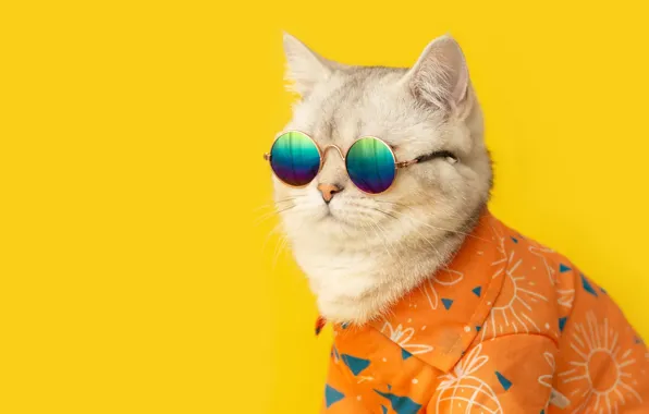 Кошка, кот, рубашка, желтый фон, темный очки