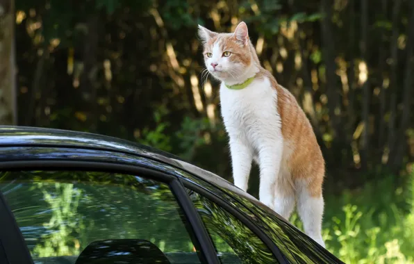 Картинка машина, кошка, кот, взгляд, морда, природа, поза, рыжая