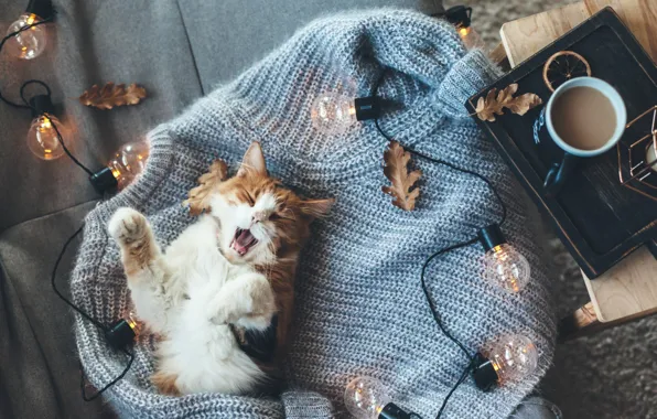 Осень, кот, тепло, кофе, котик, лампочки, свитер
