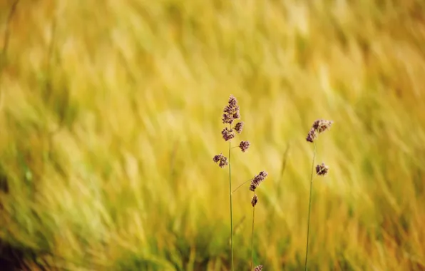 Картинка Природа, Минимализм, Nature, Боке, Bokeh