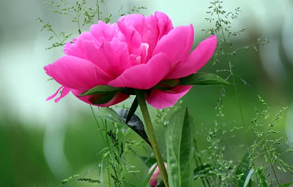 Пион, Розовый цветок, Peony
