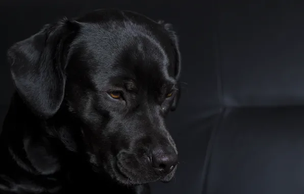 Картинка морда, фон, чёрный, widescreen, обои, собака, wallpaper, black