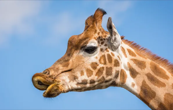 Эмоции, портрет, жираф, portrait, emotions, Giraffe, animal beauty, красавица позирует