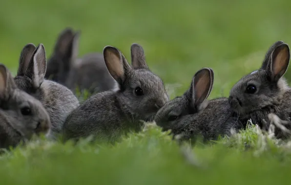 Картинка трава, кролики, малыши