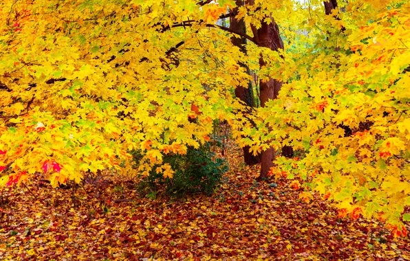 Картинка осень, лес, деревья, листва