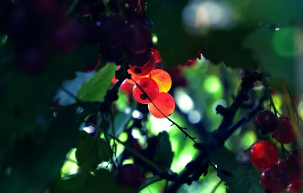 Картинка ягоды, листва, красная смородина