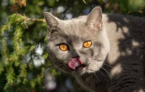 Язык, кошка, кот, взгляд, свет, ветки, природа, поза