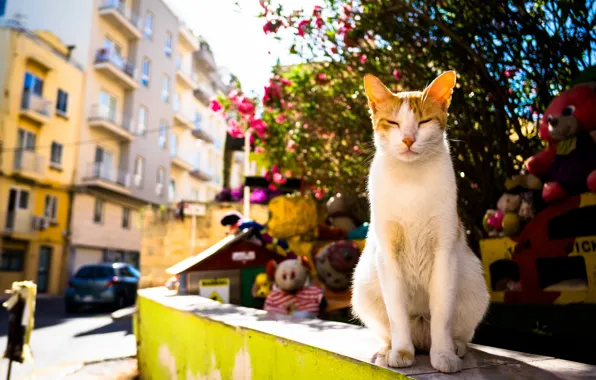 Картинка лето, кот, город