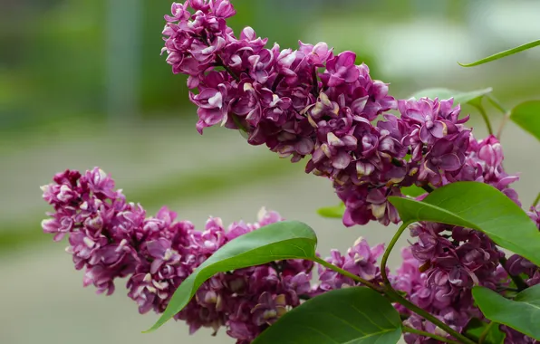 Lilac, twig, blooming