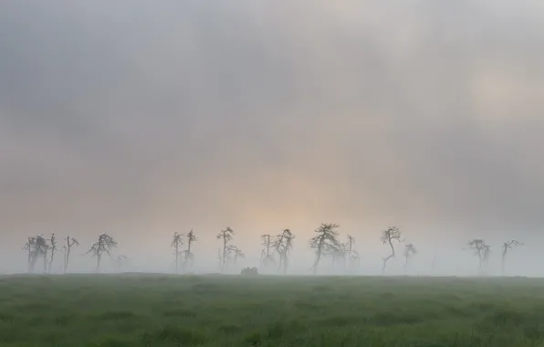 Картинка поле, природа, туман, мёртвые деревья