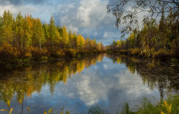 Картинка осень, лес, трава, вода, облака, деревья, ветки, озеро
