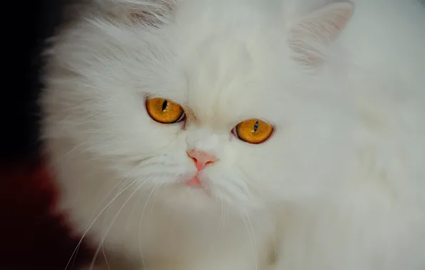 Взгляд, мордочка, белая, пушистая, Персидская кошка