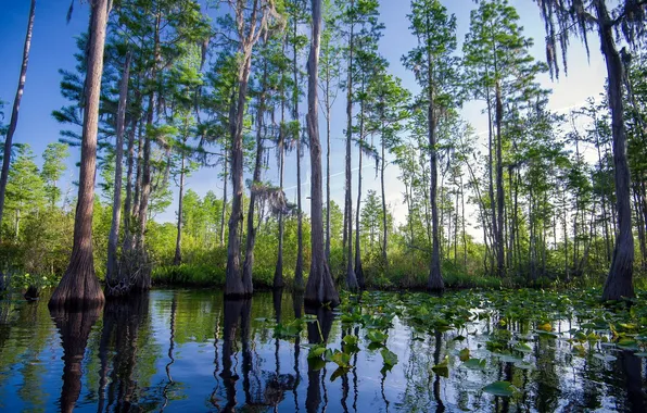 Картинка Landscape, Southernhobbyist, Okefenokee Swamp