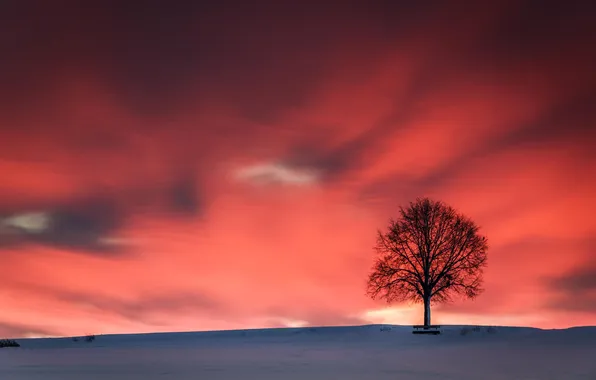 Небо, снег, закат, дерево
