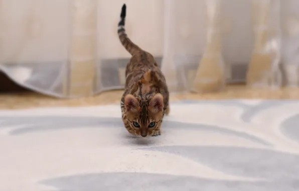 Кошка, кошки, бенгальская