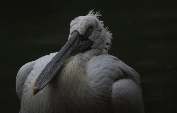 White, bird, beak