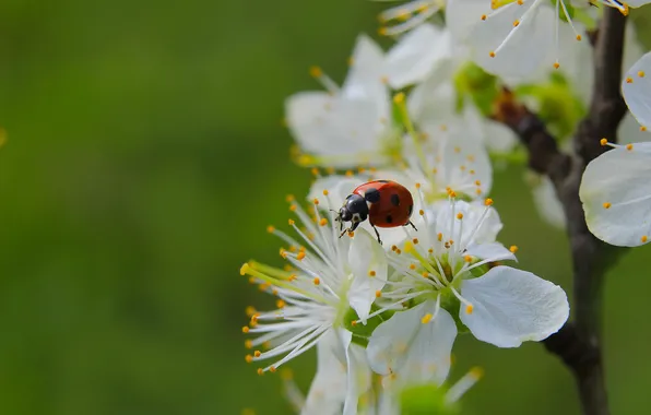 White, flower, spring, insect, ladybird