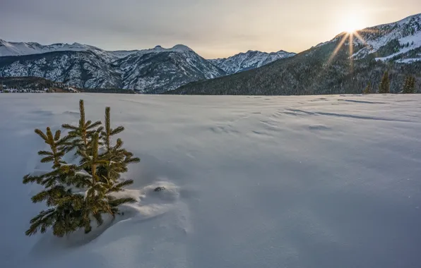 Картинка зима, снег, горы, Колорадо, ёлочки, Colorado, San Juan Mountains, перевал Молас Пасс