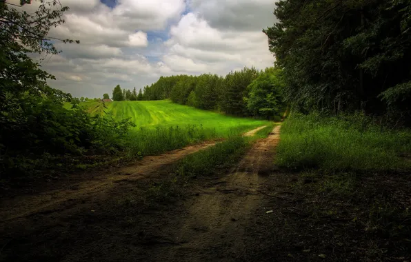 Поле, Дорога, Лес