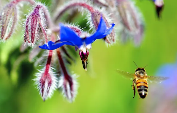Цветок, природа, пчела, растение, насекомое