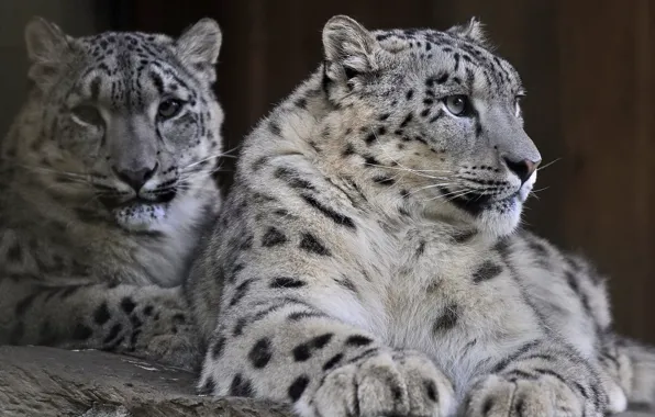 Хищник, семья, пара, ирбис, снежный барс, snow leopard