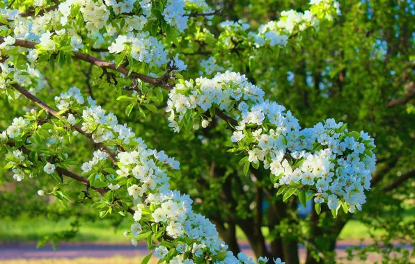 Зелень, свет, цветы, ветки, вишня, куст, весна, сад