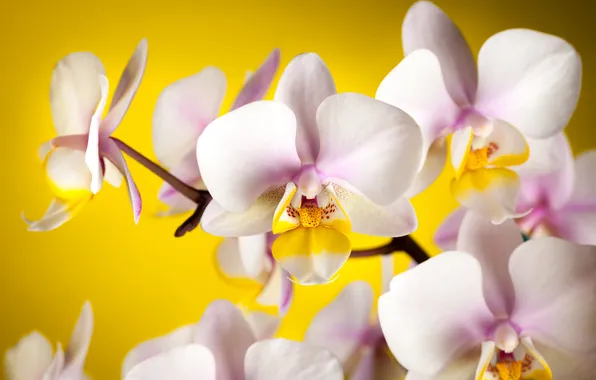 Картинка цветы, желтый, фон, лепестки, белые, орхидеи