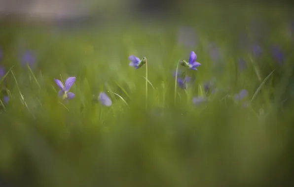 Цветы, природа, фон