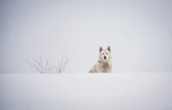 Картинка зима, белый, морда, снег, собака, пёс