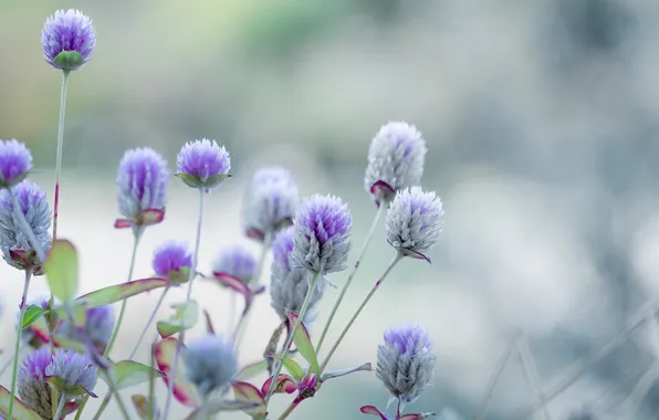 Лето, трава, природа