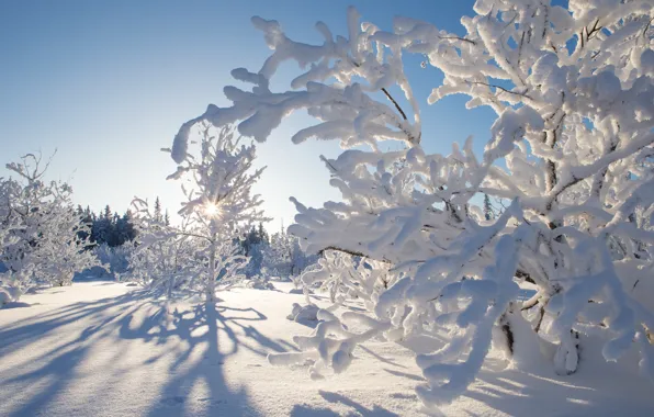 Картинка зима, снег, деревья, Канада, Canada, Northwest Territories, Северо-Западные территории, Kakisa