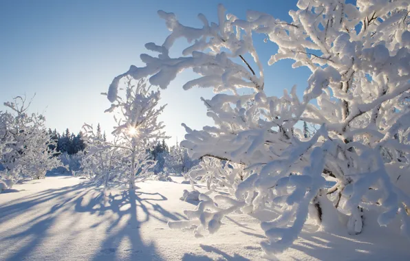 Зима, снег, деревья, Канада, Canada, Northwest Territories, Северо-Западные территории, Kakisa