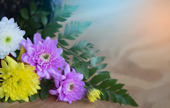 Листья, макро, цветы, букет, хризантемы, flowers, leaves, macro